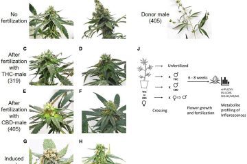 cannabis leaf symptoms