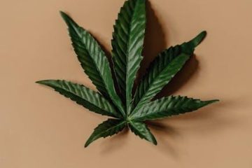 cannabis 7 leaves