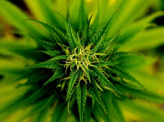 Maximizing the Benefits ⁣of⁢ a 6-Gram‌ Marijuana Consumption