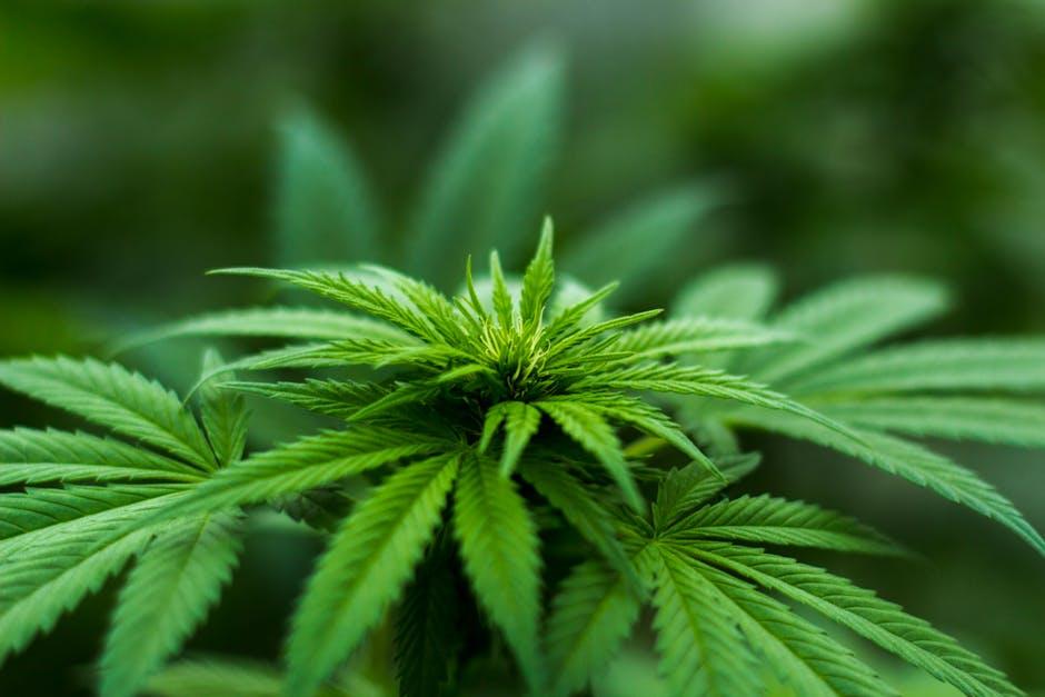Identifying Common Cannabis Leaf Symptoms
