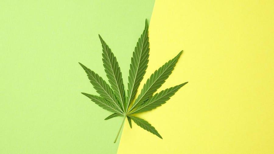 Exploring the Science Behind Cannabis Cured Remedies